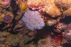 Physogyra lichtensteini