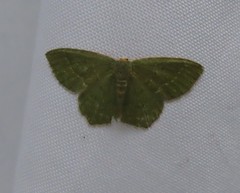 Thalera pistasciaria