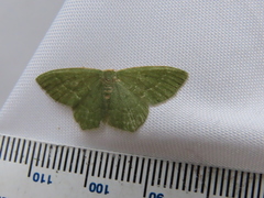 Thalera pistasciaria