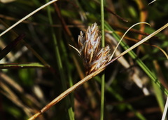 Carex colensoi