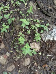 Veronica peduncularis