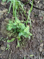 Veronica peduncularis
