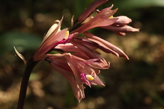 Cremastra appendiculata variabilis