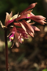 Cremastra appendiculata variabilis