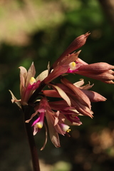 Cremastra appendiculata variabilis