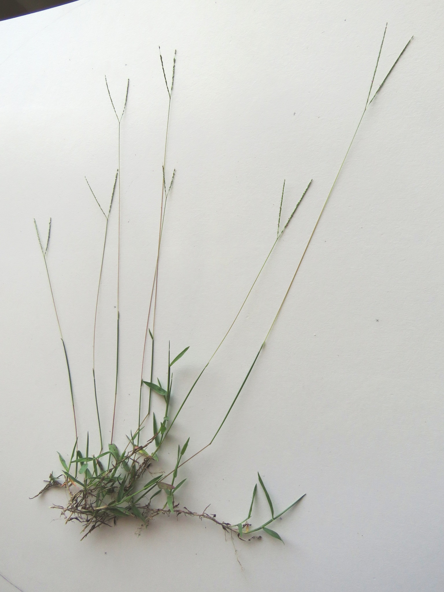 Digitaria longiflora