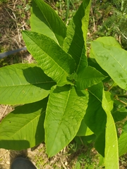 Phytolacca americana