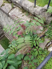 Ailanthus altissima