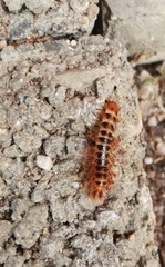 Drilini