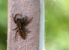 Marpissa muscosa