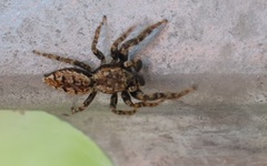 Marpissa muscosa