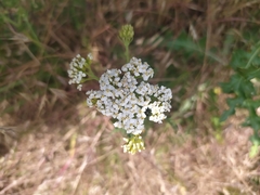 Achillea millefolium