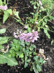 Bistorta officinalis