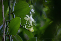Vanilla siamensis