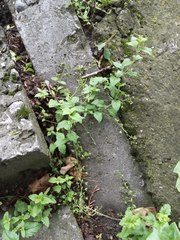 Veronica peduncularis