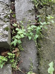 Veronica peduncularis