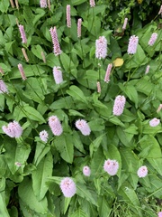 Bistorta officinalis