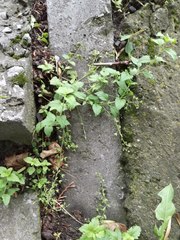 Veronica peduncularis