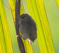 Lichmera indistincta