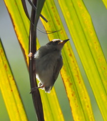 Lichmera indistincta