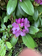 Rhododendron