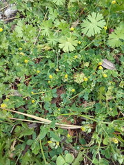 Medicago lupulina