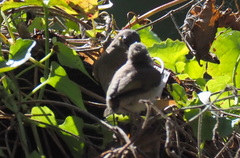 Lichmera indistincta