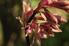 Cremastra appendiculata variabilis