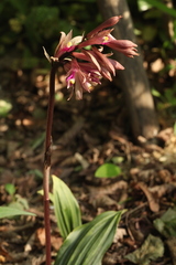 Cremastra appendiculata variabilis