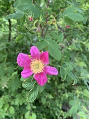 Rosa