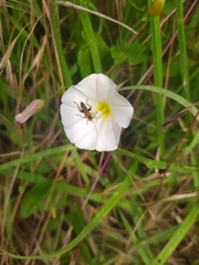 Convolvulus arvensis