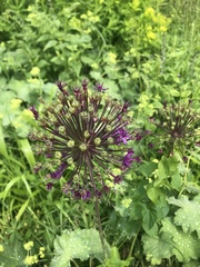 Allium