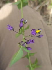 Solanum dulcamara