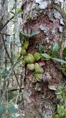 Bulbophyllum peyrotii image