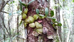 Bulbophyllum peyrotii image