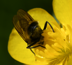 Cheilosia albitarsis