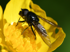 Cheilosia albitarsis