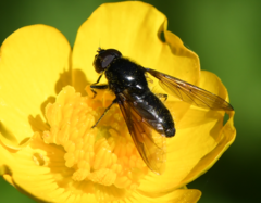 Cheilosia albitarsis