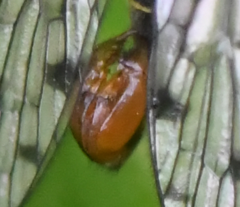Panorpa germanica