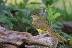 Chlorocichla flaviventris