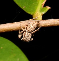 Paraphilaeus daemeli