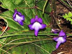 Streptocarpus galpinii image