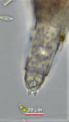 Philodina flaviceps