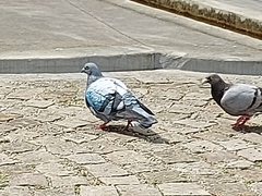 Columba livia domestica
