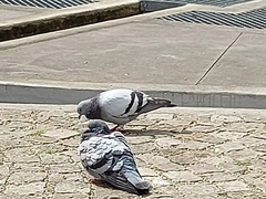 Columba livia domestica
