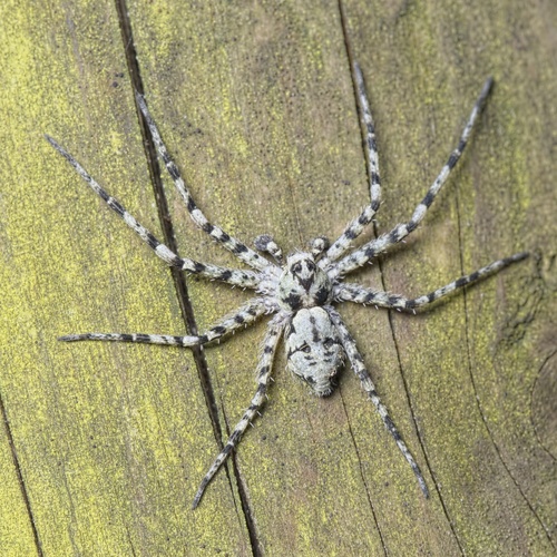Lichen Running Spider