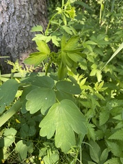 Thalictrum aquilegiifolium