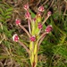 Zaluzianskya natalensis - Photo (c) Kate Braun,  זכויות יוצרים חלקיות (CC BY-NC), הועלה על ידי Kate Braun