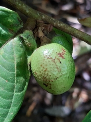Cyathocalyx sumatranus