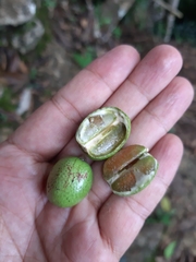 Cyathocalyx sumatranus